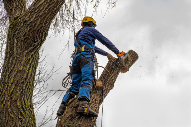 Best Tree and Shrub Care  in Yorba Linda, CA